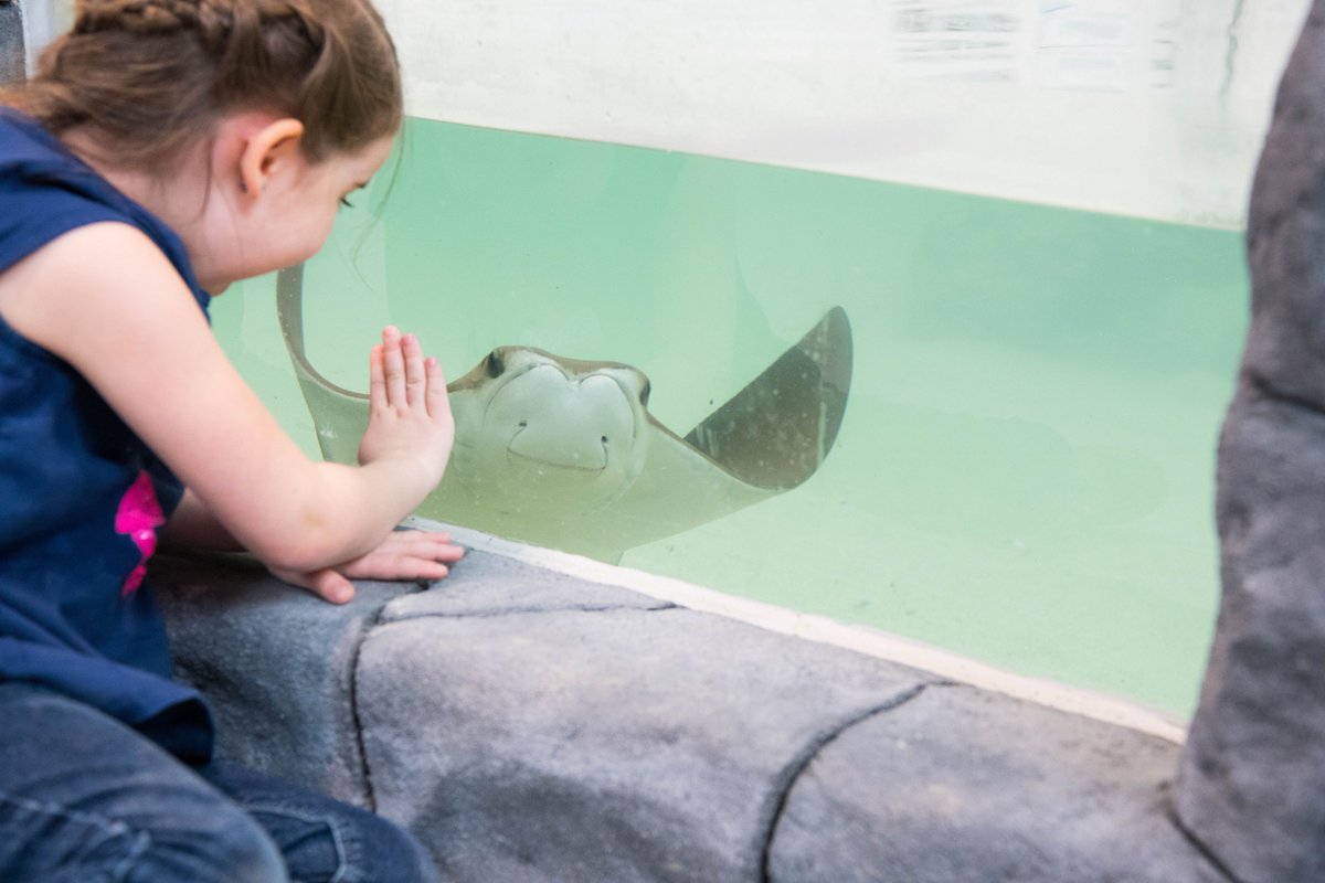assiniboinezoo's tweet image. The grand opening of Stingray Beach is this Thursday at 11:30! Visit Stingray Beach this summer and touch the graceful rays as they swim past your hands. We can't wait for you to meet the rays! #assiniboineparkzoo #StingrayBeachAPZ