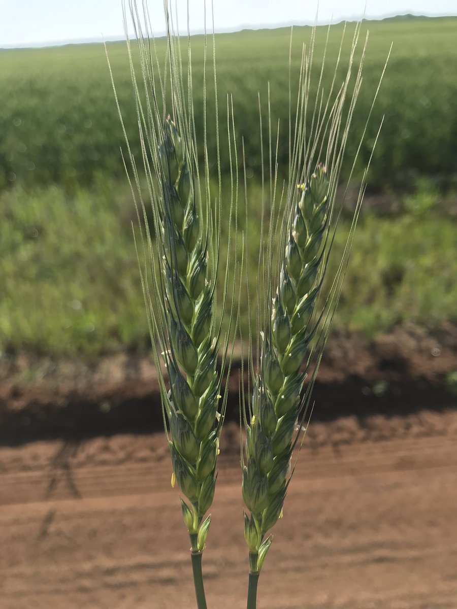 Will be a big crop if it all looks like this.  #kswheattour19