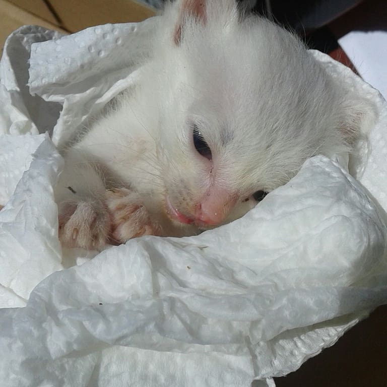 ErPapyAnimalist's tweet photo. Trovati abbandonati a #Priverno LT vicino alla spazzatura nel parcheggio
 IN 'S...necessario il pronto soccorso...ora sono ricoverati in CLINICA...
❤#ErPapy❤ https://t.co/JAk4ymZ8H5