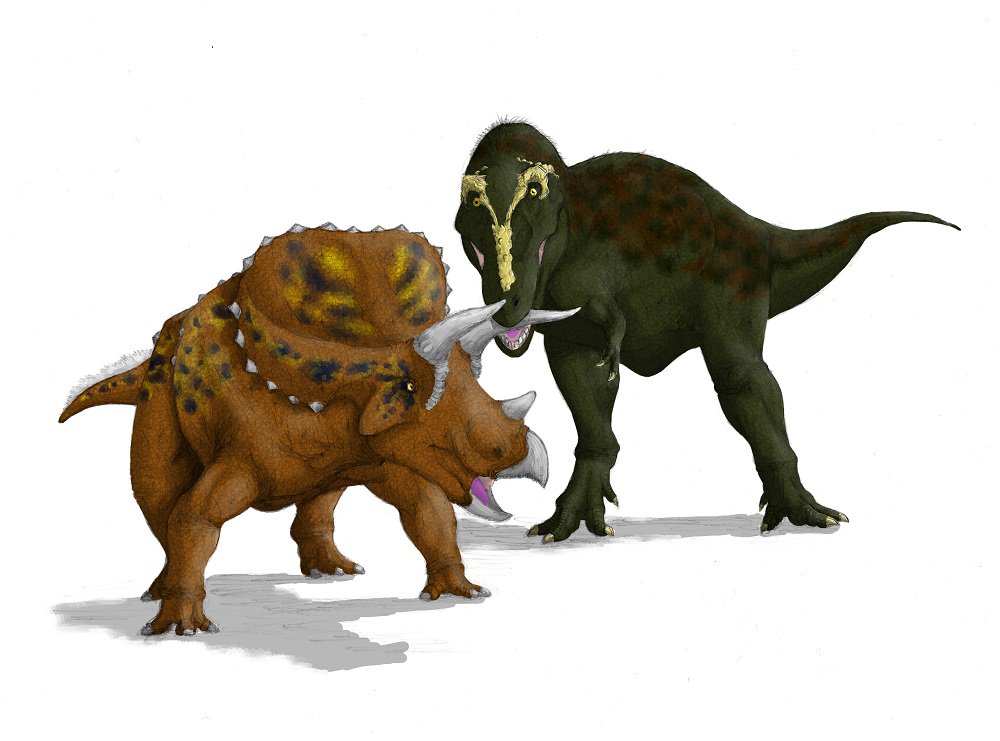 K Ta けーた 脊椎クラッシャー V Twitter Tyrannosaurus Triceratops ティラノサウルスvsトリケラトプス
