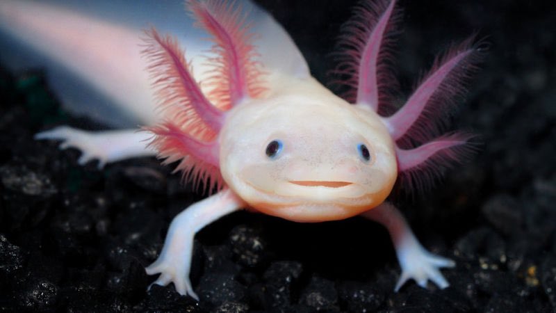 rt to save an axolotl from an area of low oxygen concentration 🙏🏼💦 #GCSEs2019 #AQABiology #GCSEBiology