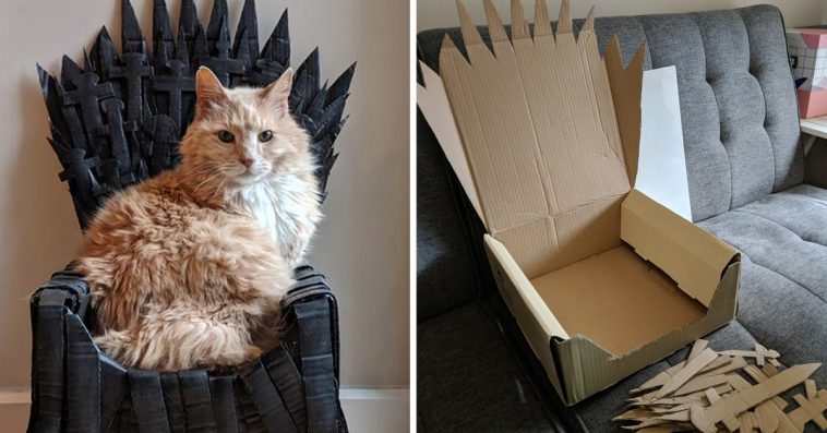 OfficialWCCNYC's tweet photo. something to do before the finale! #mainecooncat #catsofinstagram #GameofThrones #IronThrone #trueheir #cats #orangecat https://t.co/BskXb3rwIt