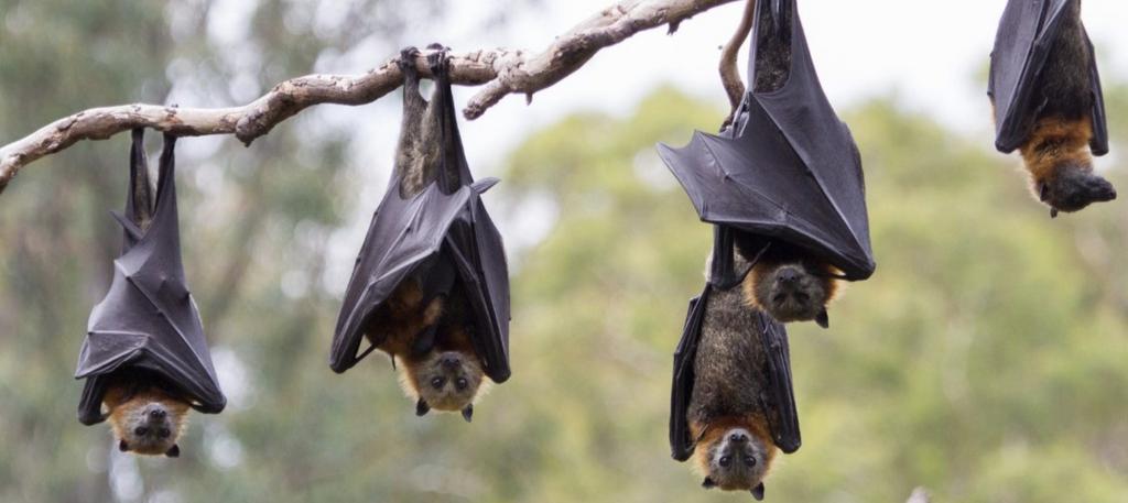 Paper

"What is it like to be a bat?" Thomas Nagel's thought experiment about  consciousness is still as relevant today as it was when it was first published in 1974. fermatslibrary.com/s/what-is-it-l…