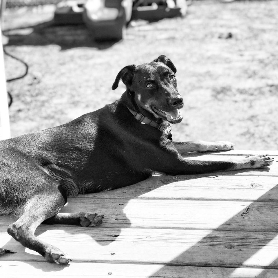 the_andreadawn's tweet photo. Meet Kim 🐕 She’s just a doll. She’s only been with us a few days but she is just so well mannered, loves playing with the kids, dogs, everyone, and loves a good game of fetch!

#adoptme #fosterdog #AdoptDontShop #AdoptADog

Adopt/Foster/Donate/Info: @RescueEj https://t.co/QHM8fHWXRk