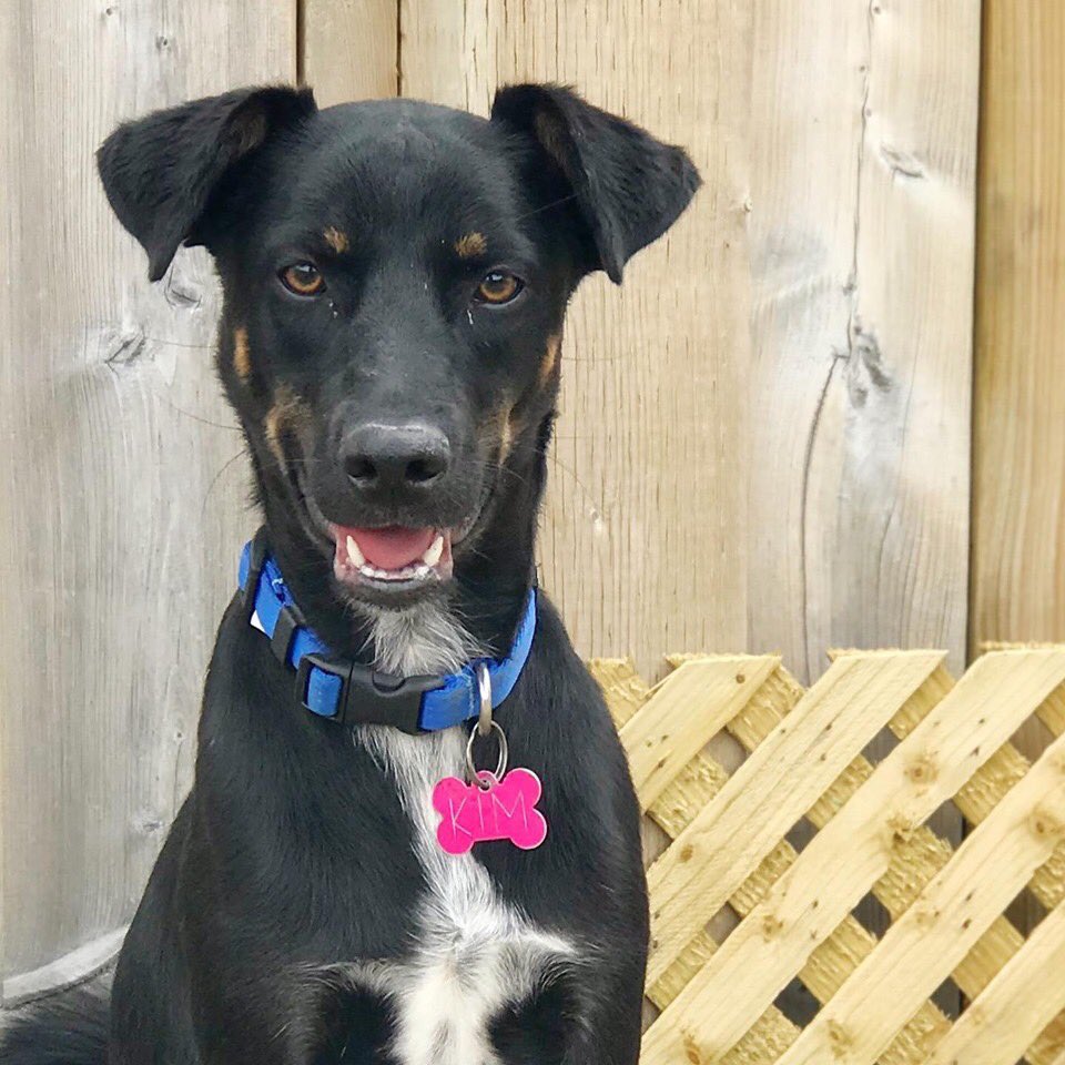 the_andreadawn's tweet photo. So I’ll say it again.... please adopt her so I don’t have to?! I promise you won’t regret it! 💕

Adopt/Foster/Donate/Info: @RescueEj 
(https://t.co/NbnVq2ujct)

#adoptme #rescuedog #fosterpup https://t.co/1rIDyJSmnO