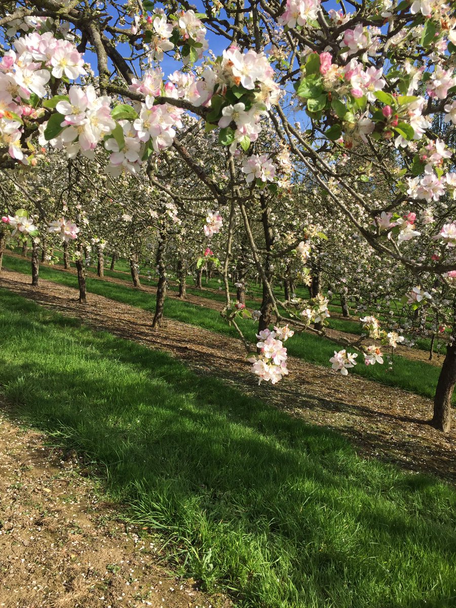 Beautiful Hadspen orchard