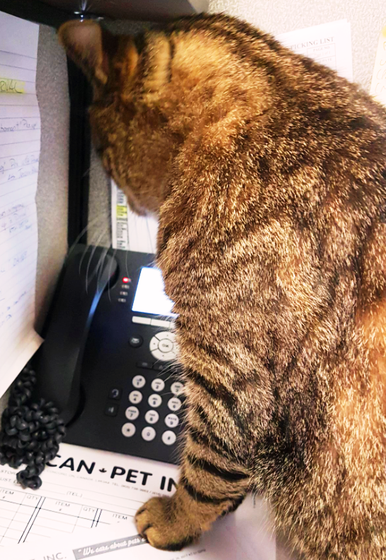 We are currently experiencing some technical issues with our phone lines.
You can still reach us at 1-800-561-3663. We apologize for any inconvenience caused. ☎️📞