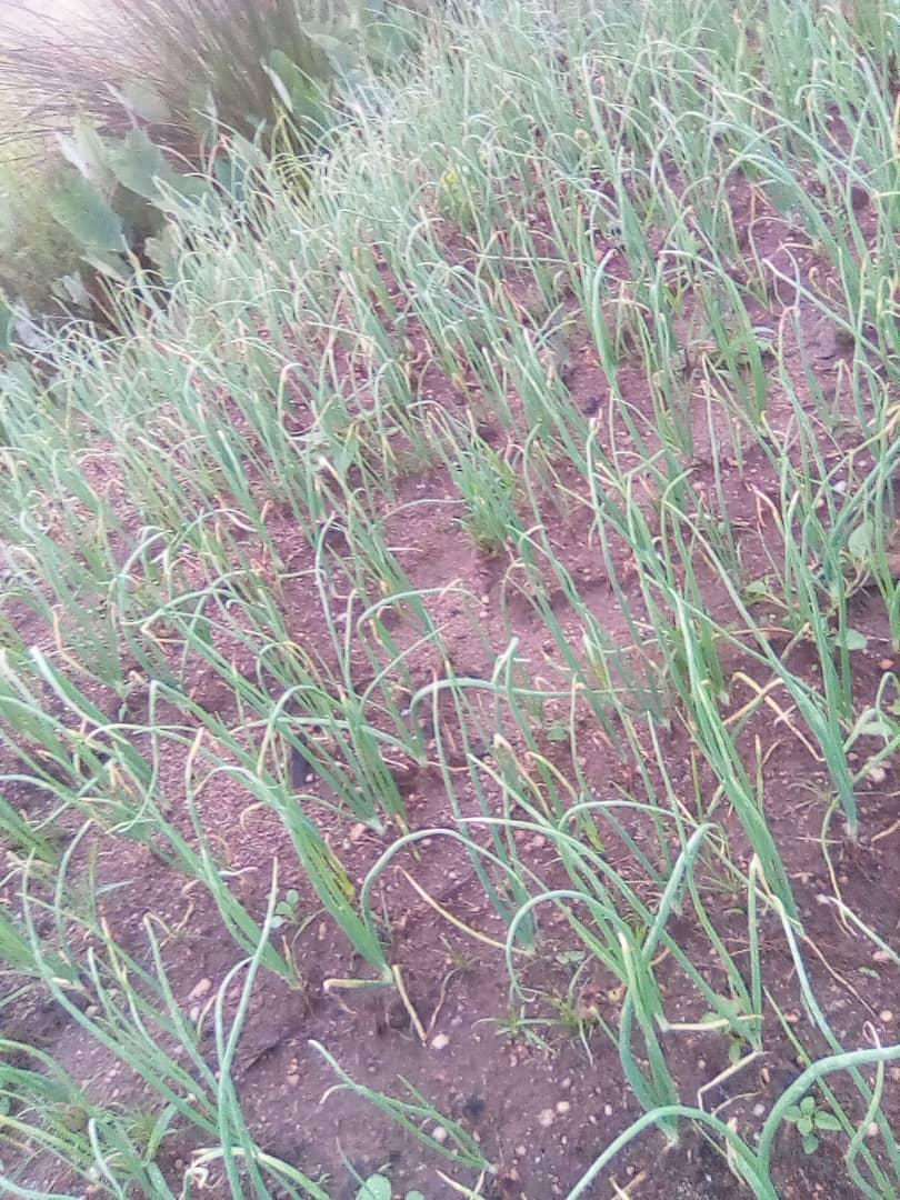 YEAN_Agro's tweet photo. Agriculture Could be cool as we wish, but sometimes when done without passion the farm experience pushes you out right at the first trial. If you want to venture in farming, love it, live it overcome the challenges, keep your head up and enjoy the vibes https://t.co/vWFlGphGxt