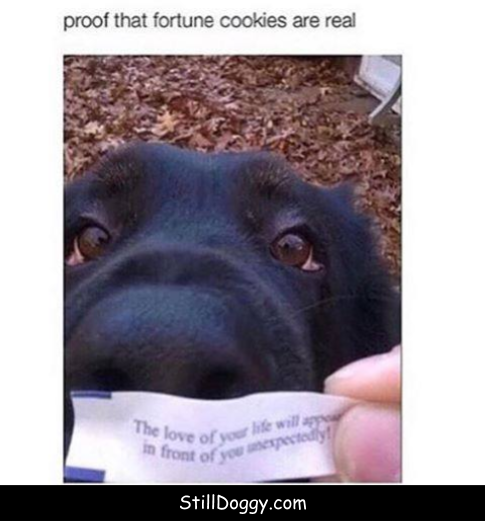 StilldoggyC's tweet photo. For More Dog Pics &amp; Inspirational Stories https://t.co/FlljbW8dvc

Now Trending On Twitter: #TuesdayThoughts Zion #NBADraftLottery #LindseyGrahamResign #TuesdayMotivation #TuesdayMorning Steve Bullock Montana Gov Gen X Patriot Farmers https://t.co/L1sb6BLlmX