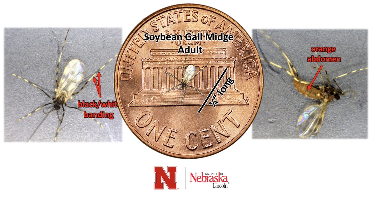 justinmcmechan's tweet photo. What do adult soybean gall midge (Resseliella maxima) look like? If you have a penny in your pocket it helps! Photos are of a female midge, males have very similar markings but are a little smaller. #soybean #soybeangallmidge https://t.co/jfsKtFgSyk