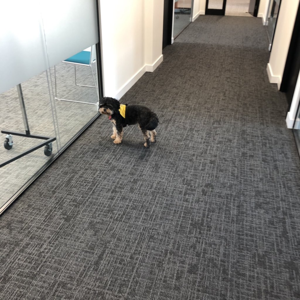 Great afternoon learning about #UserResearch at @GDSacademy for the #oneteamgov #unconference Thank you @lisajjeffery @RochelleLGold @cjforms made another friend as I was leaving! #missmydog