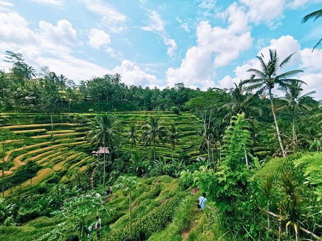 CTKstudio's tweet photo. Tegalalang Rice terraces... ⠀
#tegalalang #Bali #Indonesia #Terraces #Ricefields #travel #travelphotogram #travellifestyle #globetrotter #nomadlife #nomadiclifestyle #nomad #digitalnomad #instaphotogram #instatravelgram #exploretheworld #landscape #landscape_lovers #landscap… https://t.co/qs5mT55ixM