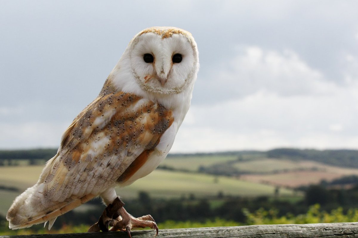greenmoxie's tweet photo. Build your own Barn Owl Box to help keep populations up. 
https://t.co/nr5RQ5Zpt3
#barnowl #barnowlbox #owls #owlettes #greenmoxie https://t.co/Ds7ijr5bpx