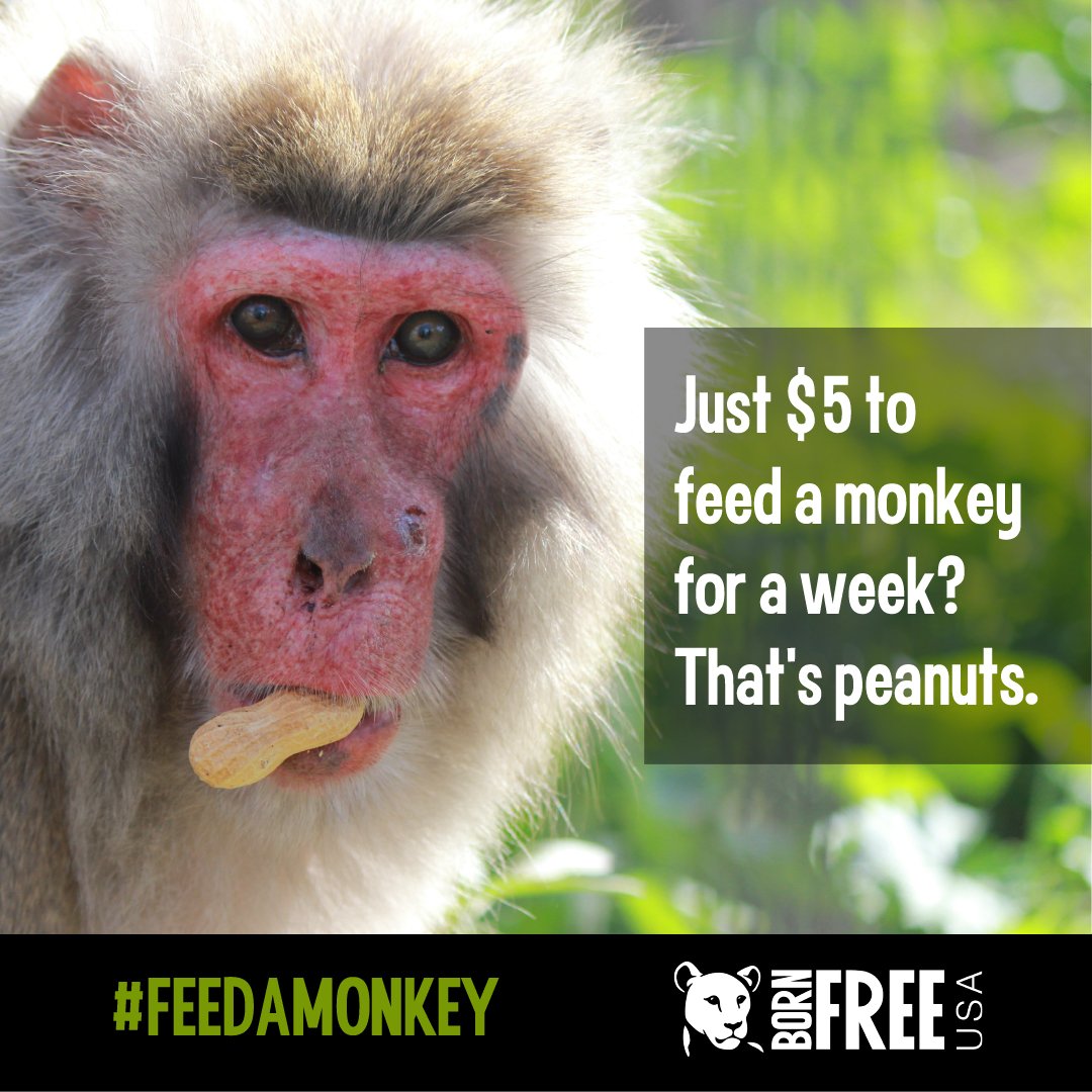 BornFreeUSA's tweet photo. For only $5, you can provide one of the #monkey residents at our #PrimateSanctuary with an entire week of food! $5 may be peanuts, but donating to #FeedAMonkey is a great way to provide direct care of these deserving animals. Donate today: https://t.co/khS24BykVF https://t.co/AfEcpR3sk6