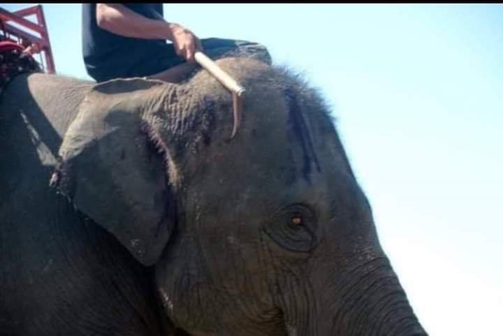 Voixdesanimaux's tweet photo. Le #bullhook est une #arme utilisée pour punir et contrôler les éléphants. On l'appelle aussi #aiguillon, #ankus ou #crochet d'#éléphant. Utilisé par les #cornacs et les #dresseurs d'éléphants dans les #zoos, les #cirques, les #temples et les #attractions #touristiques. #elephant https://t.co/av9LTdSuil