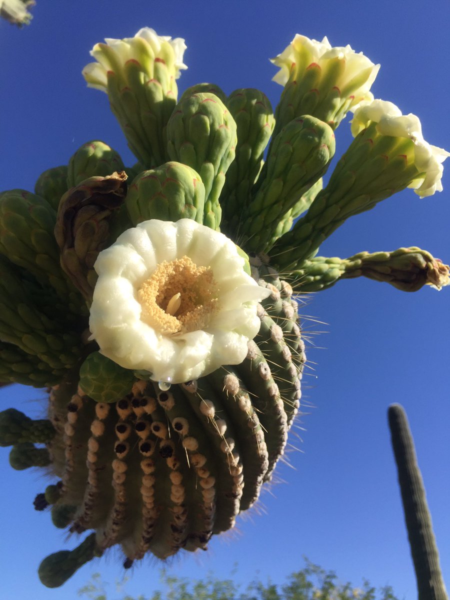 Happy Tuesday, #Tucson! 89 and sunny today. Saguaros still blooming! #Hiking this morning on cool #douglasspringstrailhead in @SaguaroNPS #highdesertbeauty #tuesdaymorning #arizona #desert #lovehikingintucson #whyilovewhereilive #thisistucson #visittucson #nofilter #totallytucson