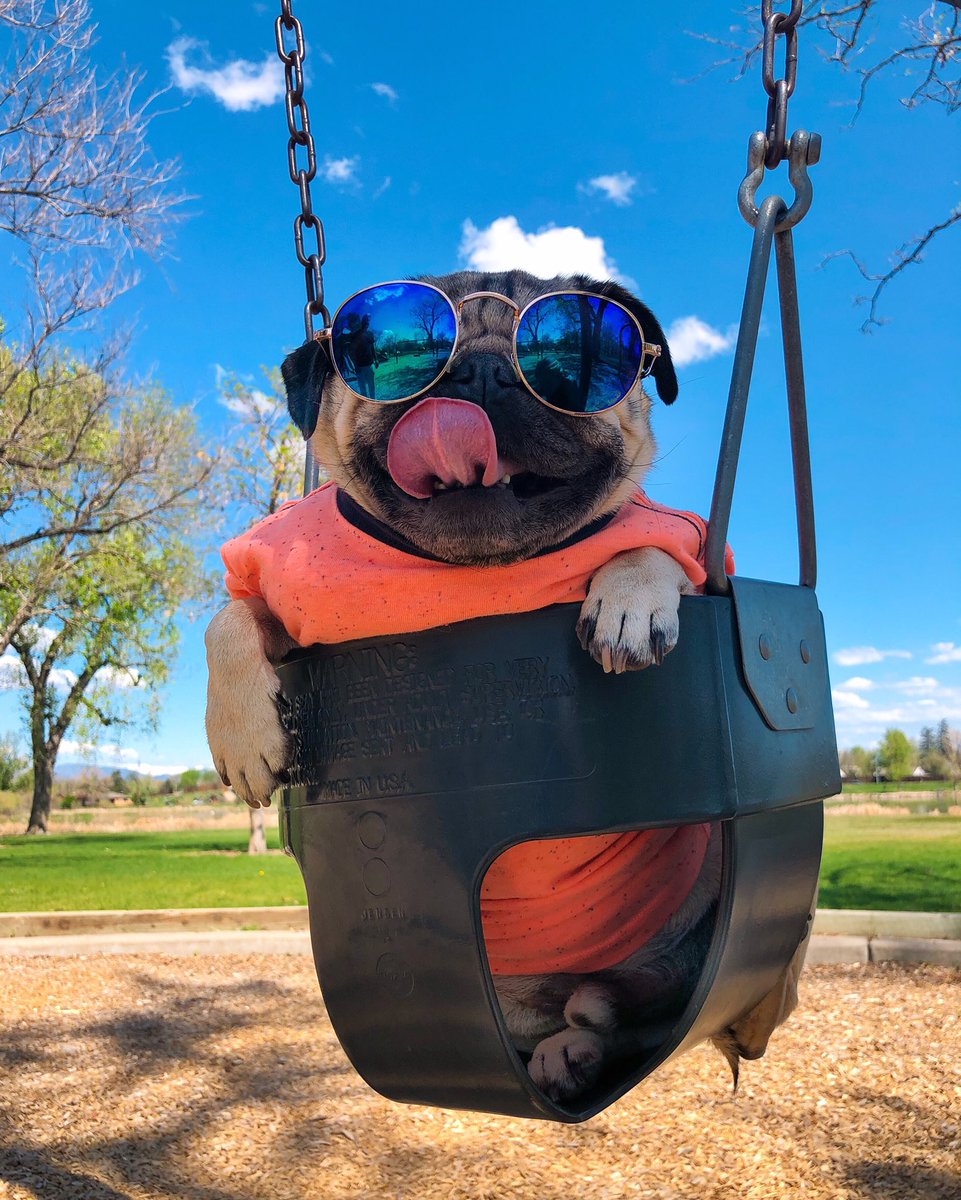 itsdougthepug's tweet photo. Wanna hang out? https://t.co/nKwn2NQefR