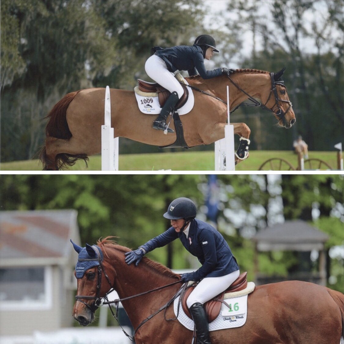 🌟 On Perfect Harmony EQ: “I am seeing much more relaxed horses that are pleasant to deal with without losing their spark that makes them competitive...” 💫
-Agatha D’Ambra, Trade Winds Farm