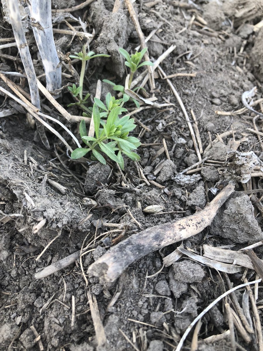 Found this one and it’s friends enjoying life in the Regina clay. #MovingSouth