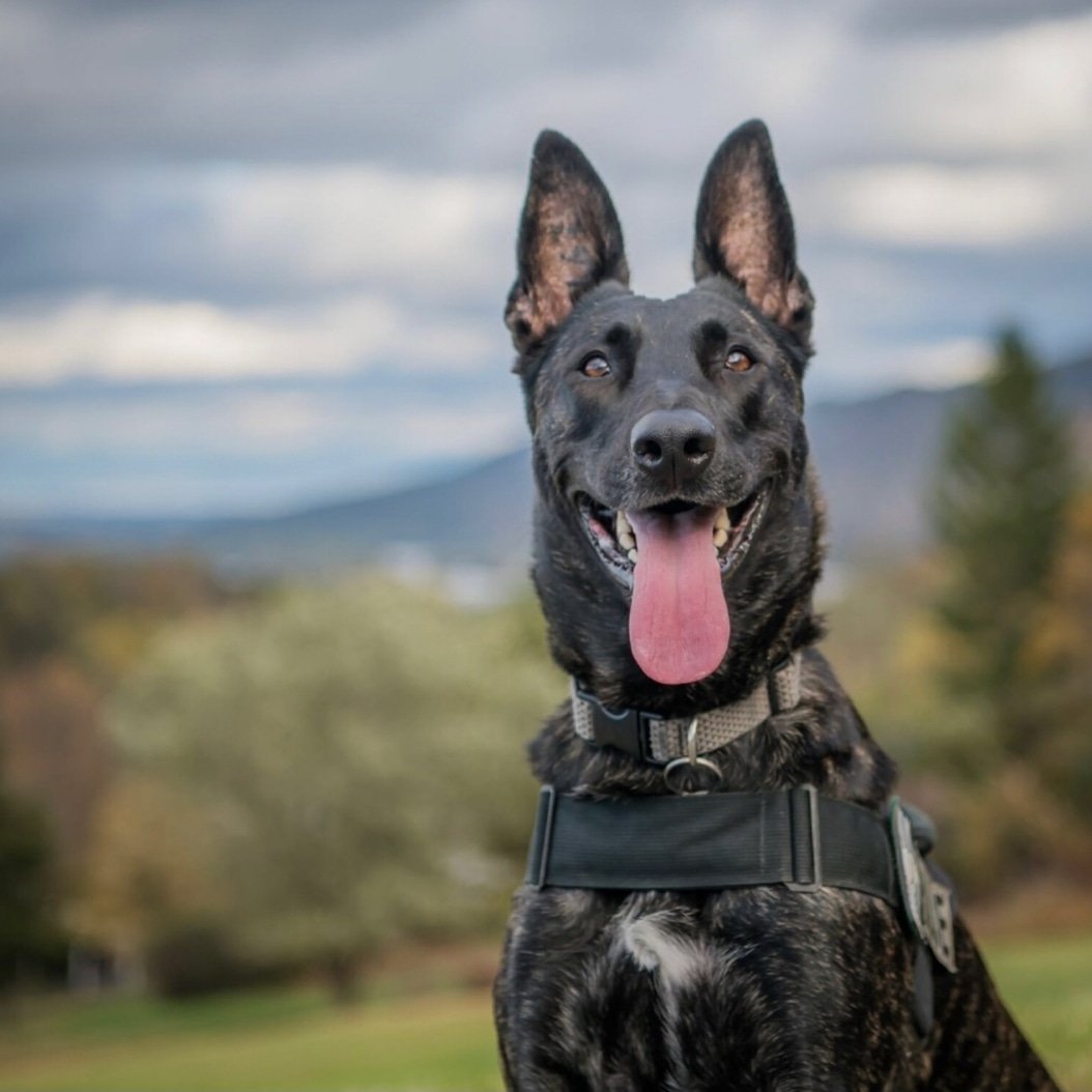 saktothepoint's tweet photo. During #PoliceWeek2019 , #K9 Zoe wants to wish all of you an excellent #TongueOutTuesday! #patroldogs #dutchshepherd #dogsoftwitter #girlpower #policek9 #PoliceWeek #bitework #BackTheBlue #shepherd #Harrisburg #Pennsylvania #k9livesmatter #BlueLivesMatter https://t.co/px5vLKE5ZB