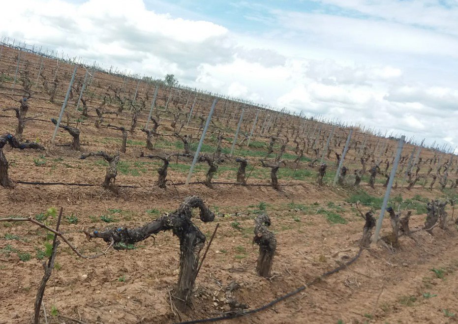 Así esta nuestras parcelas en Pesquera de Duero, recién podadas... preparando todo para esta #Vendimia2019 #BodegasZifar