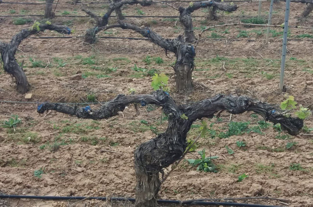 Bodegas Zifar tweet media