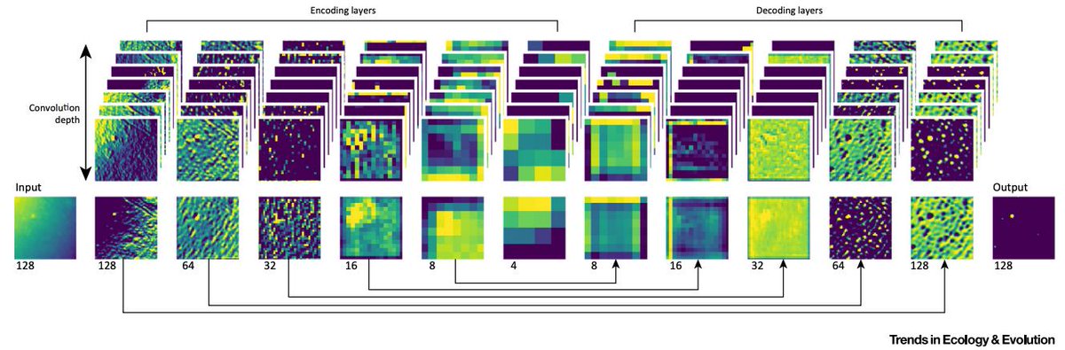 Excited to share our work discussing how CNNs and hi-res remotely sensed data can help reveal ecological patterns.  Much more coming in this realm coming soon!  
Manuscript: doi.org/10.1016/j.tree…
Repo: github.com/pgbrodrick/eco…