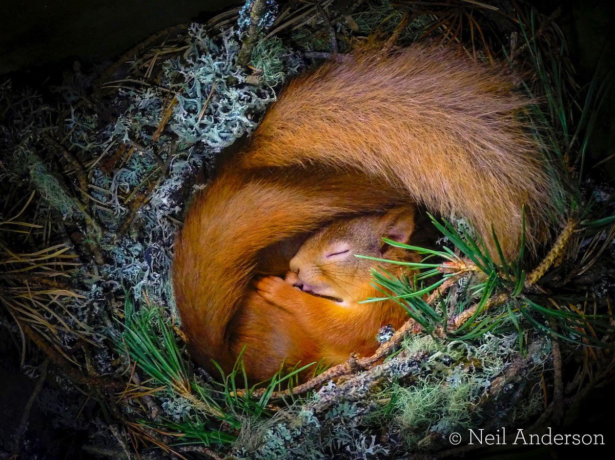 BBCSpringwatch's tweet photo. YES TEAM! 😍SPRINGWATCH IS BACK! 🎉🦊🌲💚 LIVE from the Cairngorms on Monday 27th May with FOUR 90-minute shows starting at 7:30pm on @BBCTwo, then back to our usual one hour shows for the following two weeks - Monday 3rd to Thursday 13th of June! 😍 See you soon! 💚#Springwatch https://t.co/SZ1L5pk3m6