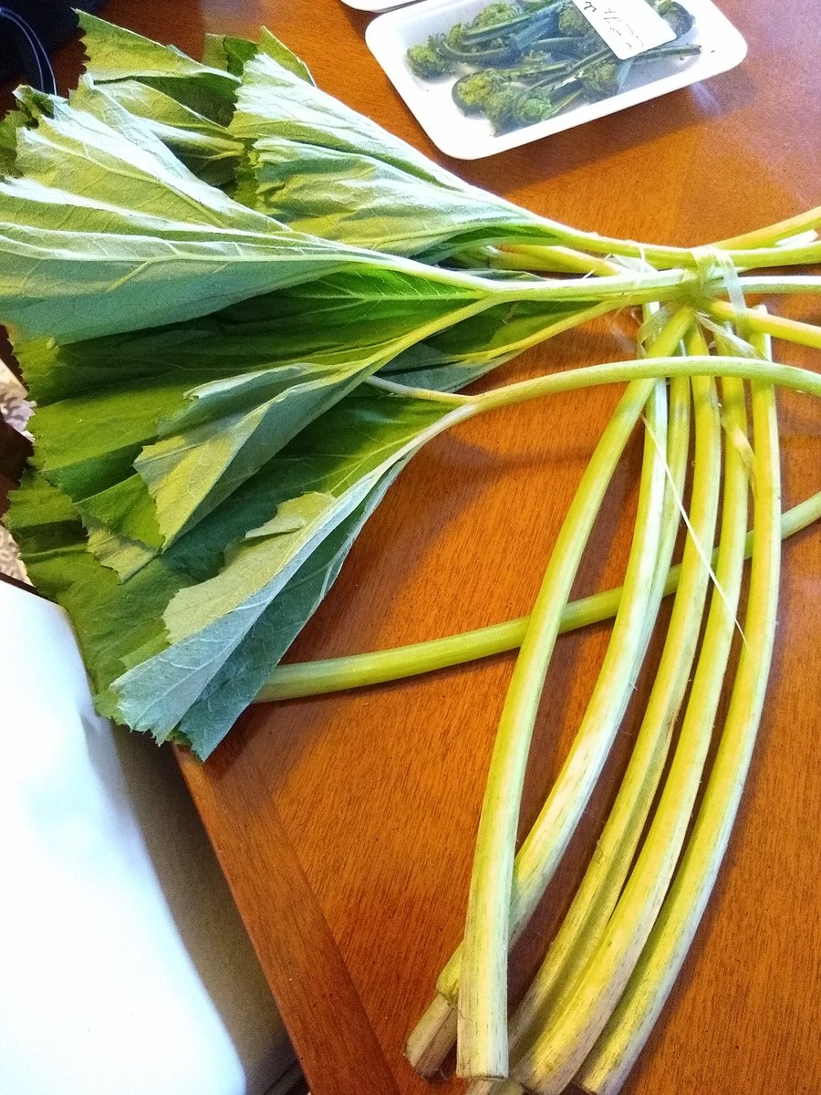 First full day in Japan, harvesting Amanatsu oranges at a beautiful organic orchard above the Pacific coast not too far from Tokyo and learning how to cook sansai, the wild herbs of spring.