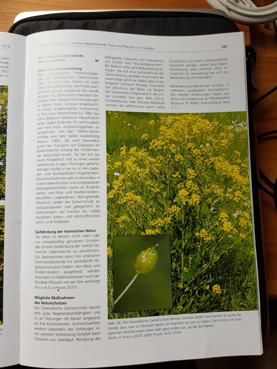 Flora_Incognita's tweet photo. Ein wenig Recherche für den Blog. Danke an das Thüringer Landesamt für Umwelt und Geologie #TLUG für das Sonderheft zu invasiven Arten in #Thüringen.
#InvasivesWeek #Zackenschote #Naturschutz #Umweltschutz https://t.co/cT6GufrNKo
