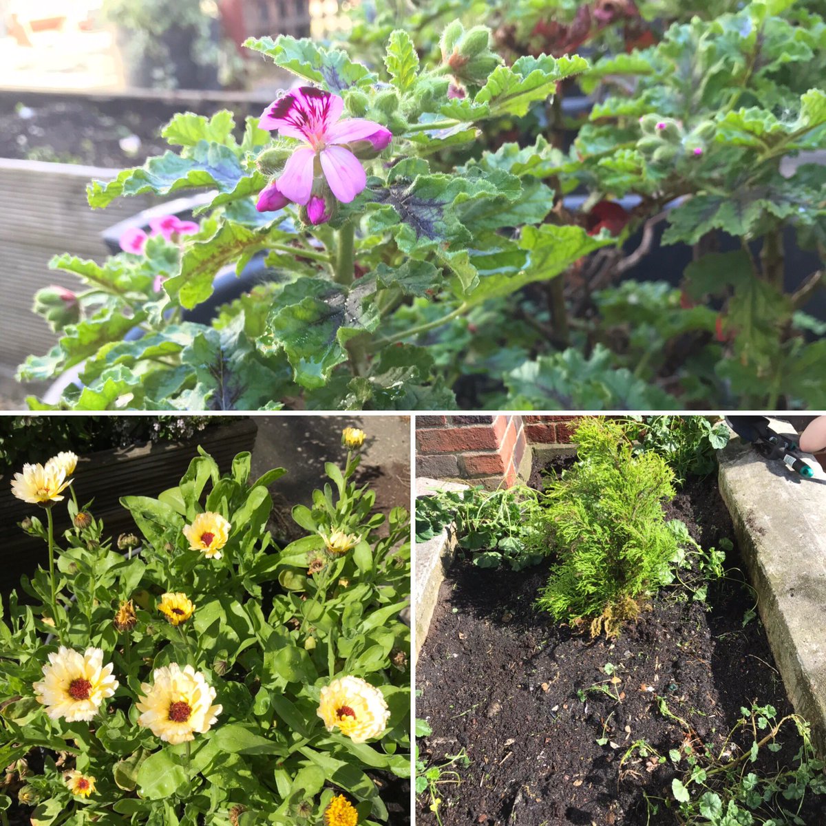 a_etherington1's tweet image. Fantastic work yet again by the BDB Gardening Club - bed weeded, seedlings watered and even a few flowers out to celebrate the sunshine 🌸🌞🍓 #SchoolGarden #GreenFingers