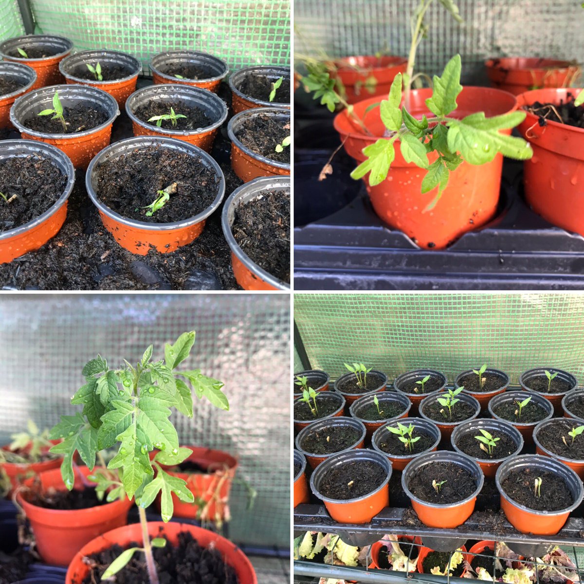 a_etherington1's tweet image. Fantastic work yet again by the BDB Gardening Club - bed weeded, seedlings watered and even a few flowers out to celebrate the sunshine 🌸🌞🍓 #SchoolGarden #GreenFingers
