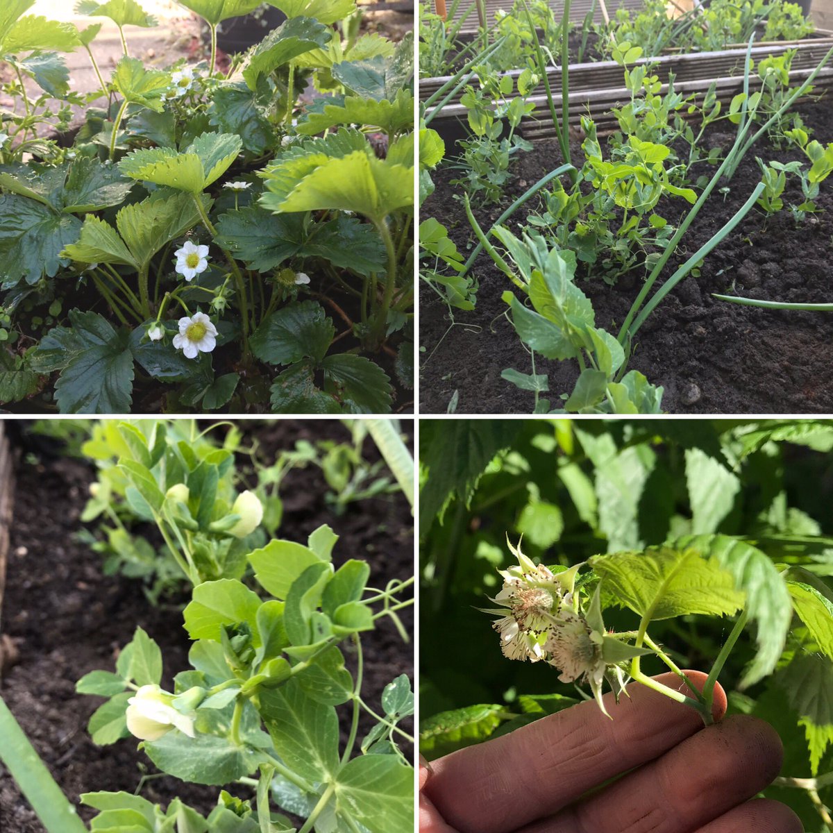 a_etherington1's tweet image. Fantastic work yet again by the BDB Gardening Club - bed weeded, seedlings watered and even a few flowers out to celebrate the sunshine 🌸🌞🍓 #SchoolGarden #GreenFingers