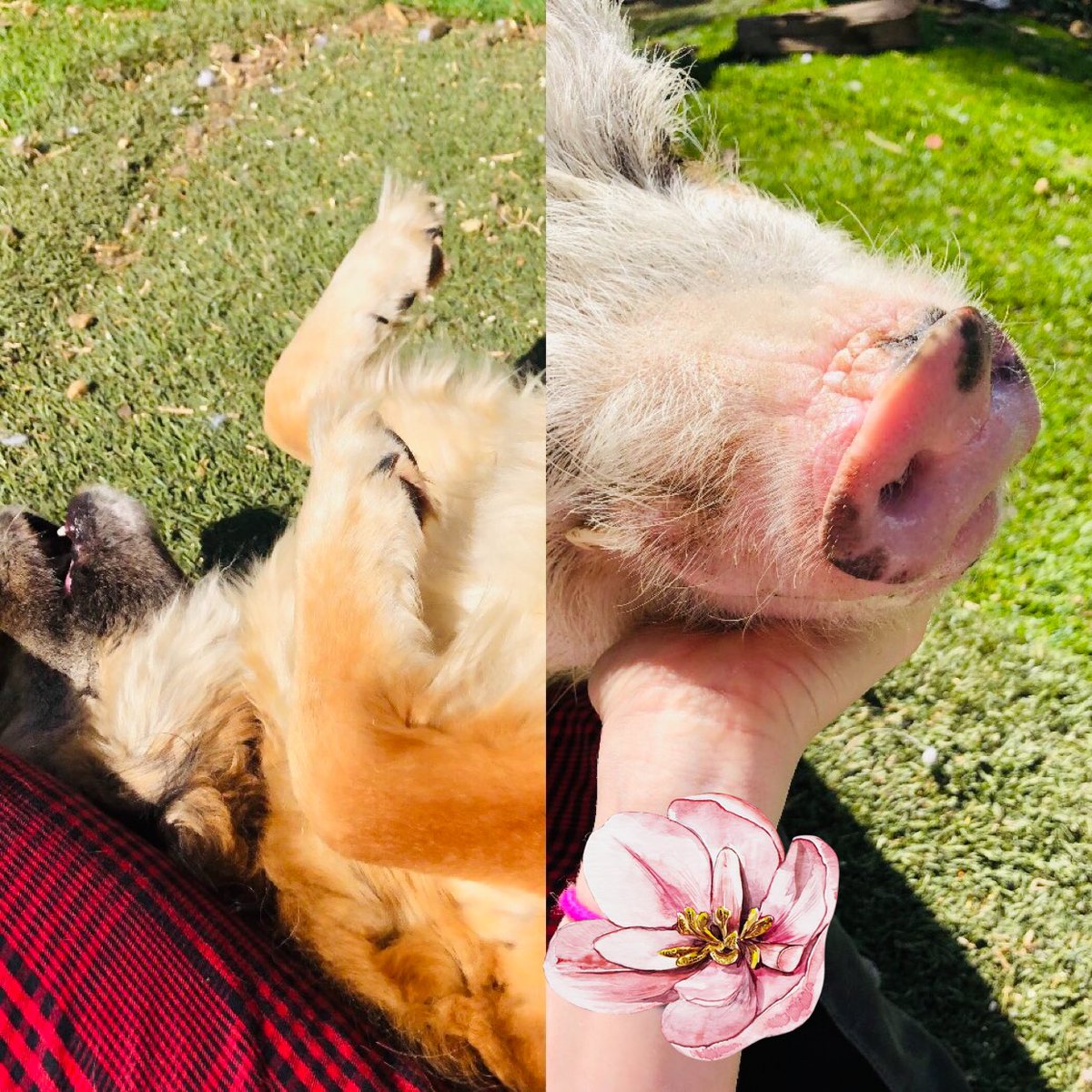 Chelsea_WooHoo's tweet photo. Finally some sunshine! And some love from my buddies that badly need a bath ❤️ https://t.co/ZdvEx3usF9