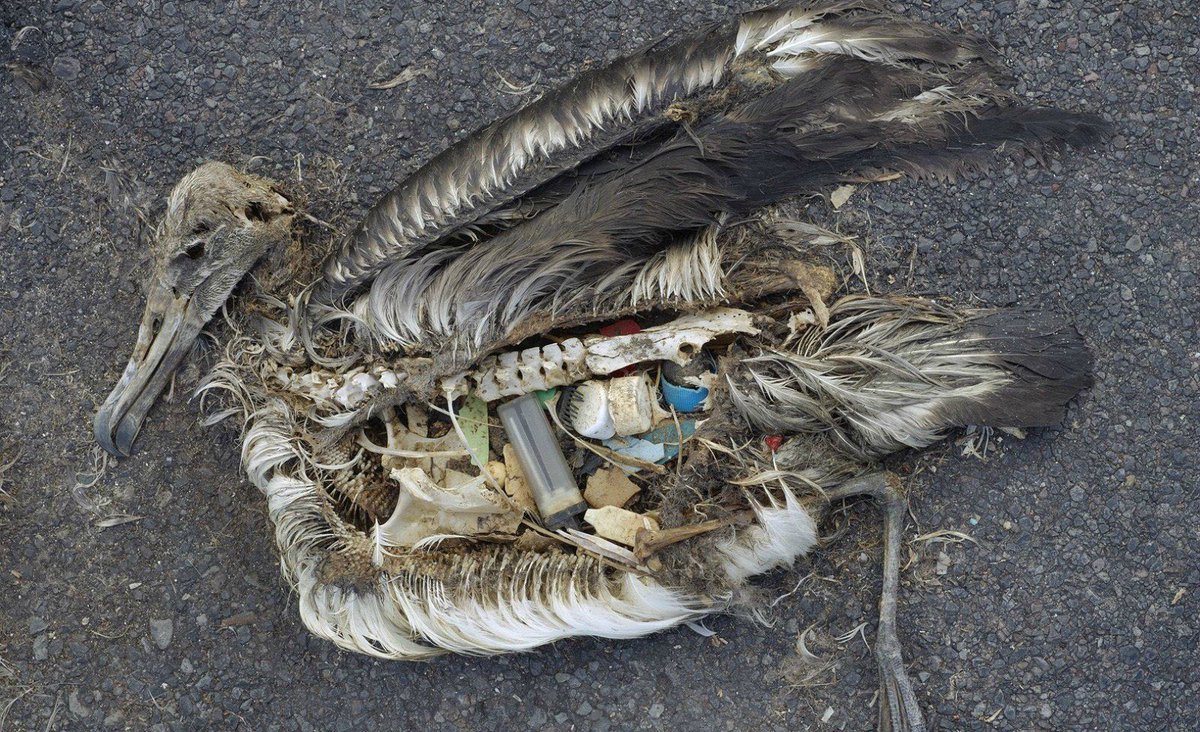 Markofficial08's tweet photo. #Recycle #DontLitter #HelpTheWorld #WaterPollution #FuelPollution #AntiPlastic https://t.co/BnnqmIgeHY