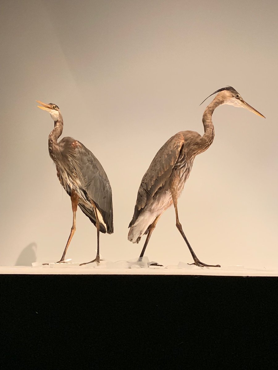 museumdurham's tweet photo. Wonderful #birds @museumofvan Connecting with nature and urban wildlife #wildthings #VanScienceSocial https://t.co/XNnzSqoV2k