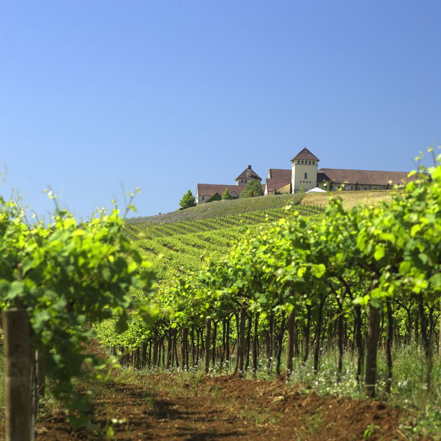 Did you know that King Estate Winery in Eugene, Oregon is the largest winery in all of Oregon? They have a whopping 1,033 Demeter USA certified Biodynamic® acres, too!