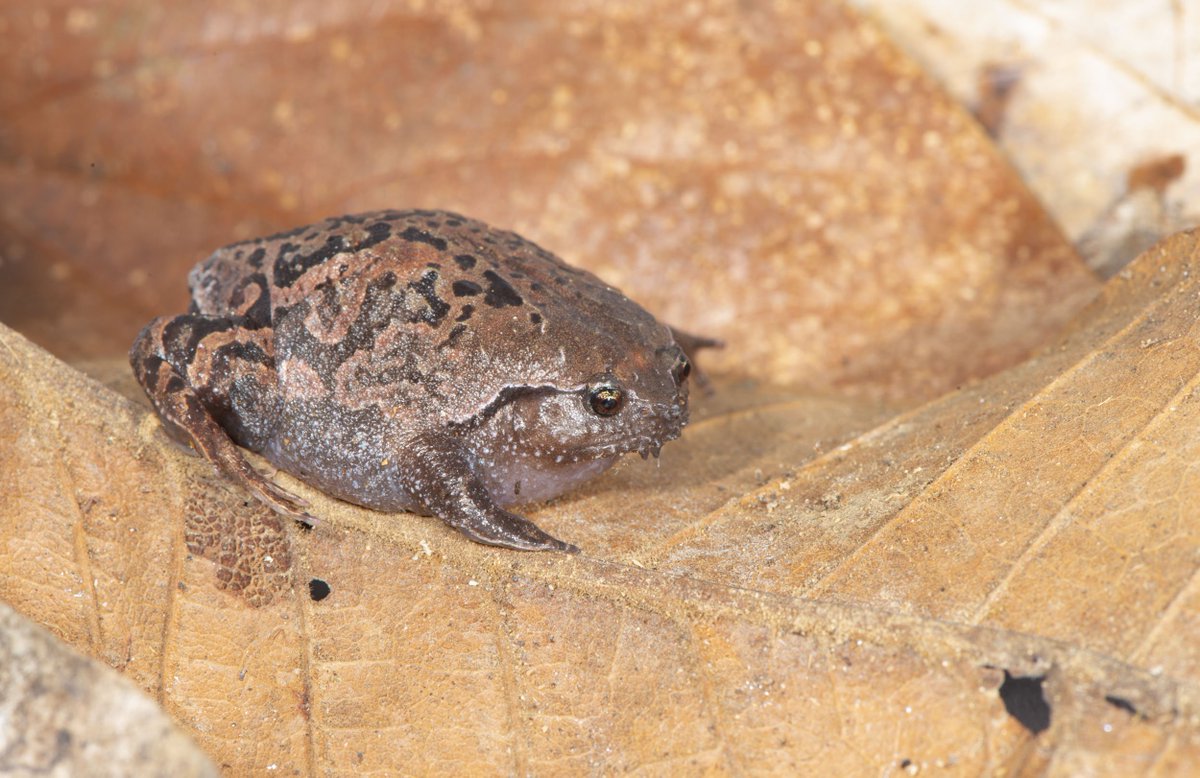 MarkScherz's tweet photo. I just really want you all to appreciate the beauty of Rhombophryne testudo.  #RoundFrogs https://t.co/EJlQbJUL0M
