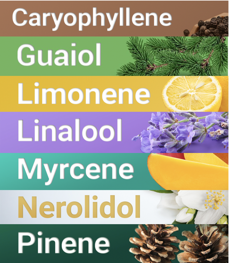 Looking for educational articles about #hemp/#cannabis #terpenes? Check out the Understanding Terpenes series at @StrainprintComm >> bit.ly/2Iq9a6O

Learn about BCP, guaiol, limonene, linalool, myrcene, nerolidol, and pinene in non-technical terms.

#LearnAndTeachOthers