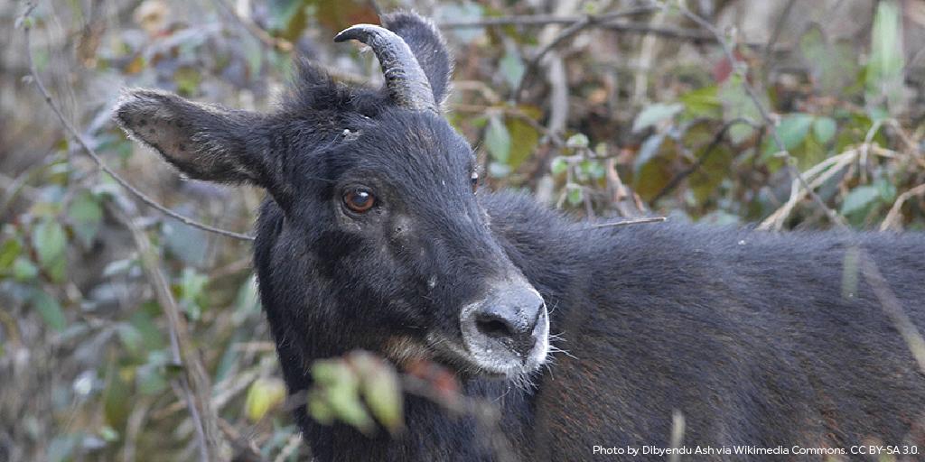 RainforestTrust's tweet photo. Himalayan #Serows live among rocky hills and steep slopes. While this habitat may seem very dangerous, these rugged cliffs offer refuge from predators and shelter from cold winters or hot summers!
Learn more about this #habitat today! https://t.co/Ld8btXAG9S https://t.co/ltn7KcrgKK