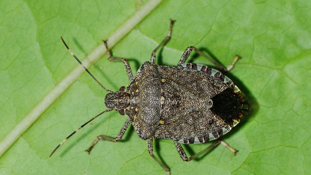 Si veieu algun exemplar de bernat marbrejat, aviseu del lloc a través de <a href="/NatusferaCitSci/">Natusfera</a>. D'aquesta manera es podrà conèixer la distribució d'aquesta plaga exòtica!
lavanguardia.com/local/barcelon…