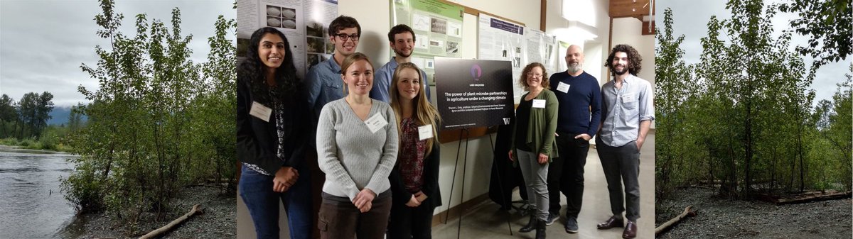 The <a href="/DotyLab/">Sharon L. Doty Lab</a> surveys poplar and willow trees that live in nutrient poor areas.  
While trees are pretty different than corn,  the microbes associated with these trees can help them thrive and grow in that environment - this benefit can transfer to crops too.
#PlantMicroSymbio