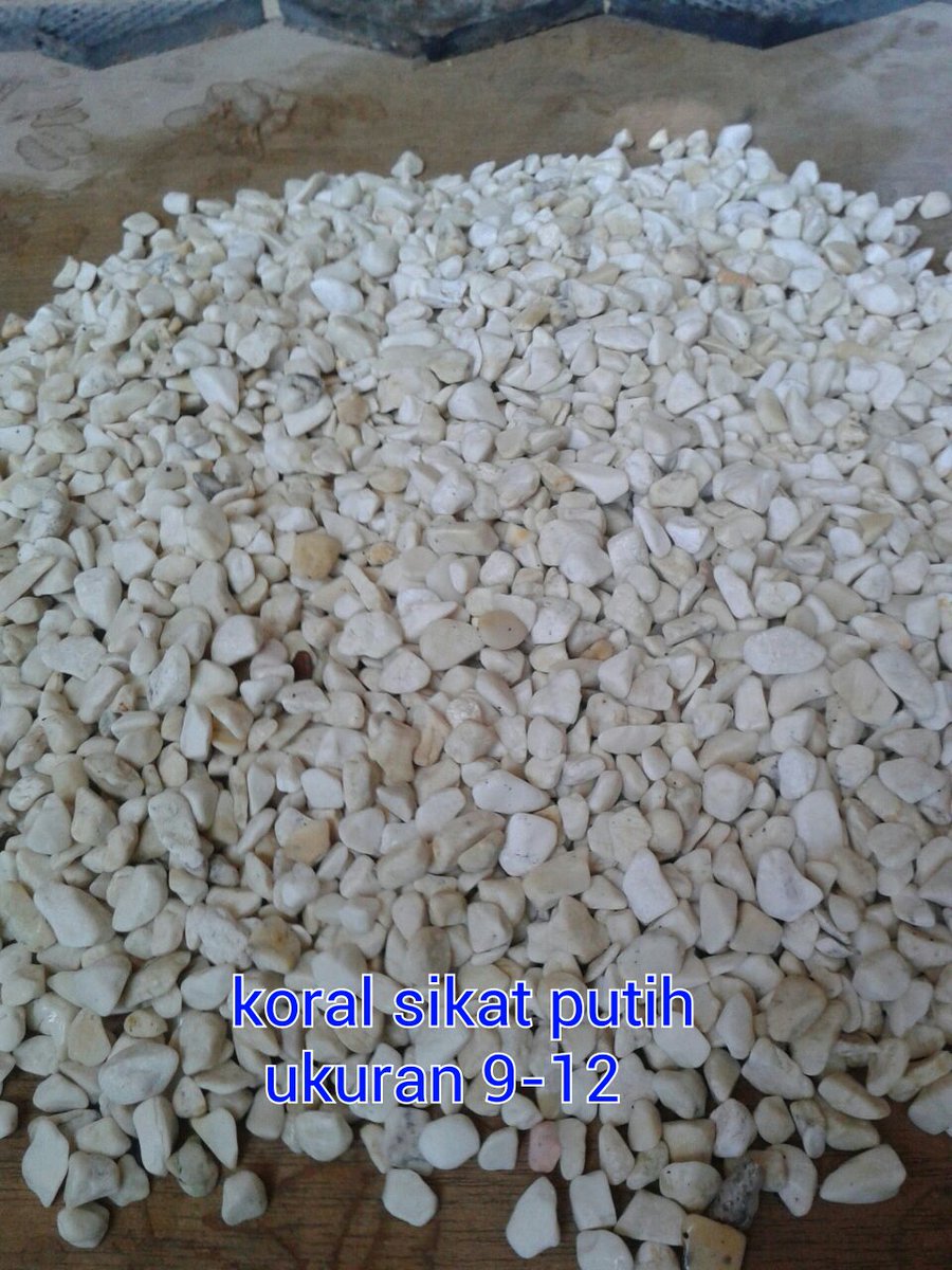 OematanReza's tweet photo. Balian putih https://t.co/vOGGahfruv