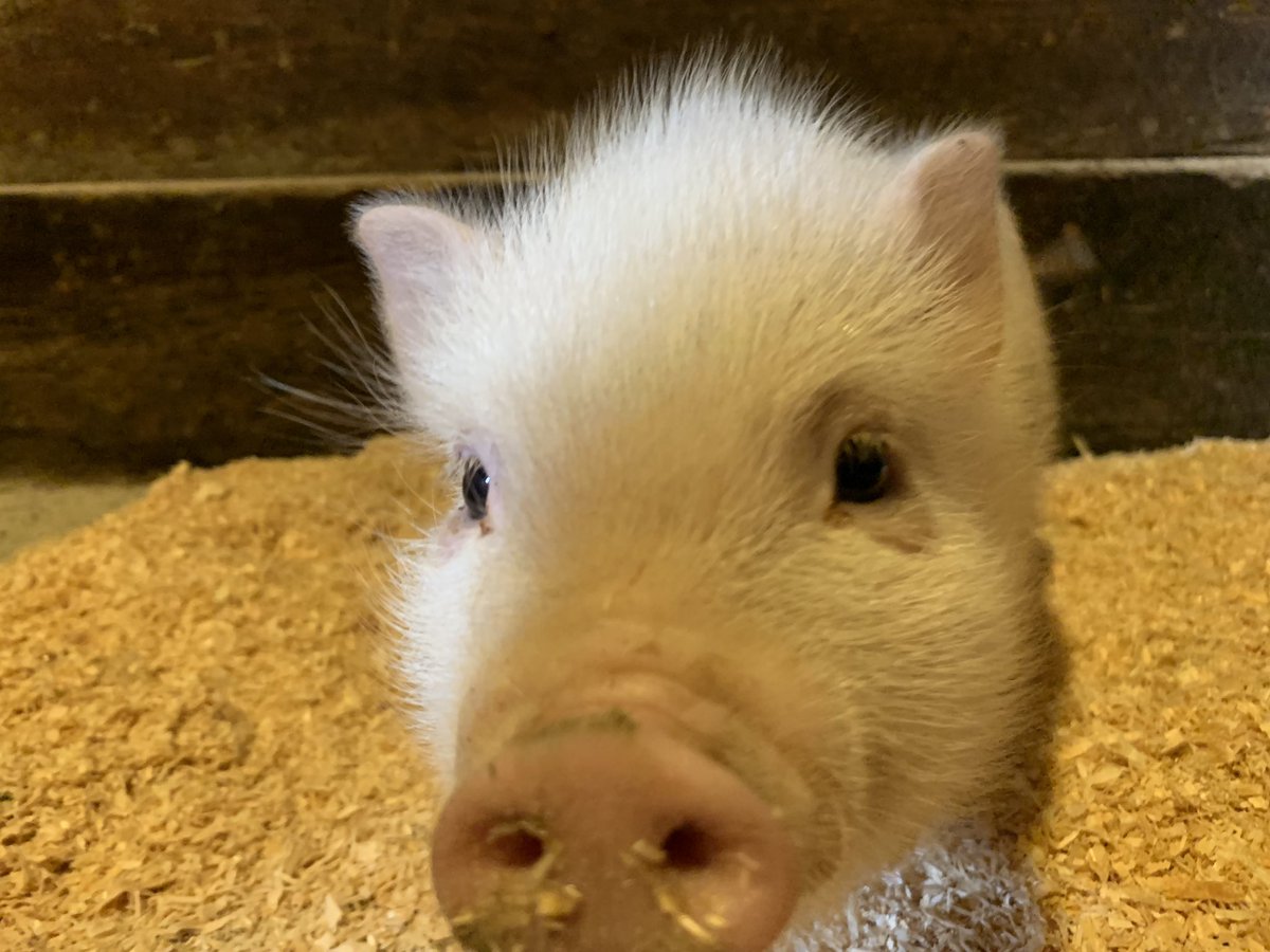 CraigMomney's tweet image. This is #Timbit aptly named after he was found walking around @TimHortons parking lot in #Collingwood on Monday morning. Anyone with information about his owner is asked to contact the Georgian Triangle Humane Society. @GTHumaneSociety