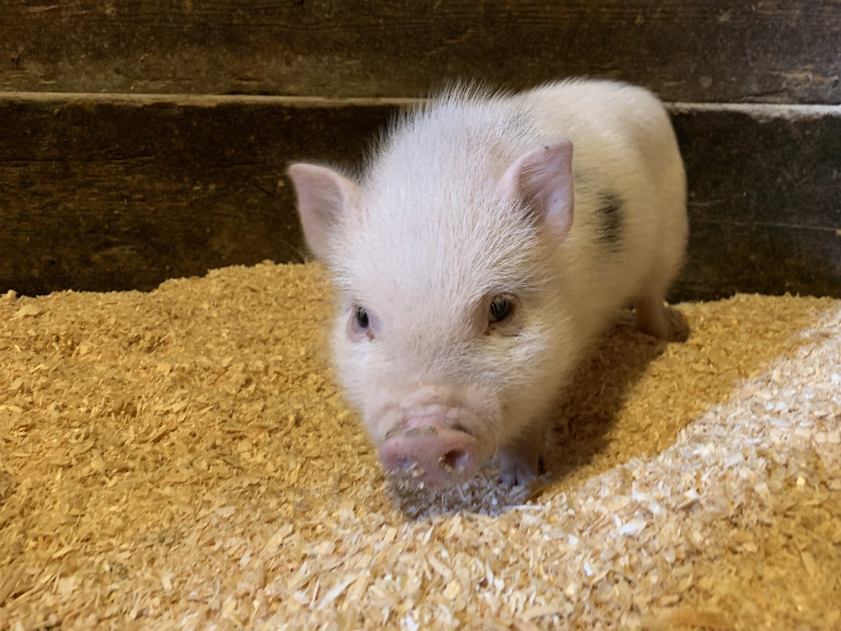 CraigMomney's tweet image. This is #Timbit aptly named after he was found walking around @TimHortons parking lot in #Collingwood on Monday morning. Anyone with information about his owner is asked to contact the Georgian Triangle Humane Society. @GTHumaneSociety