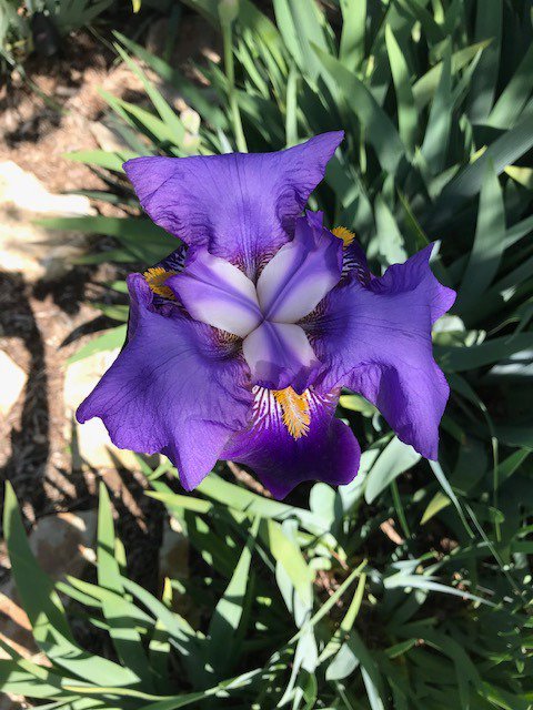 squareduptweets's tweet photo. How to make gardening profitable? Sell irises!
#Iris #smallbusinesses #ArdenArcade 

https://t.co/g7jwECdjNq https://t.co/XzWOffYSgN