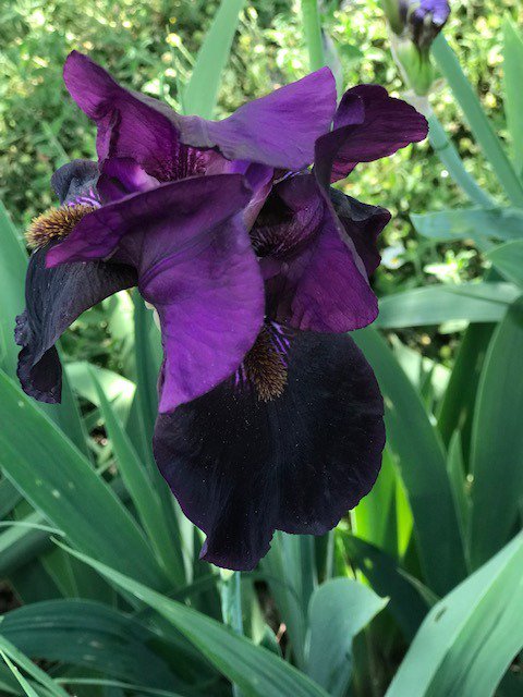 squareduptweets's tweet photo. How to make gardening profitable? Sell irises!
#Iris #smallbusinesses #ArdenArcade 

https://t.co/g7jwECdjNq https://t.co/XzWOffYSgN