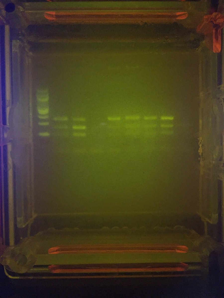 mszeffer's tweet photo. More results of our @miniPCR PTC Taster Lab: All tasters in Slot 2 Bio!  @HarveySchoolNY #IAmHarvey #HarveyPRIDE #HarveySci https://t.co/xZrmEAEwX3