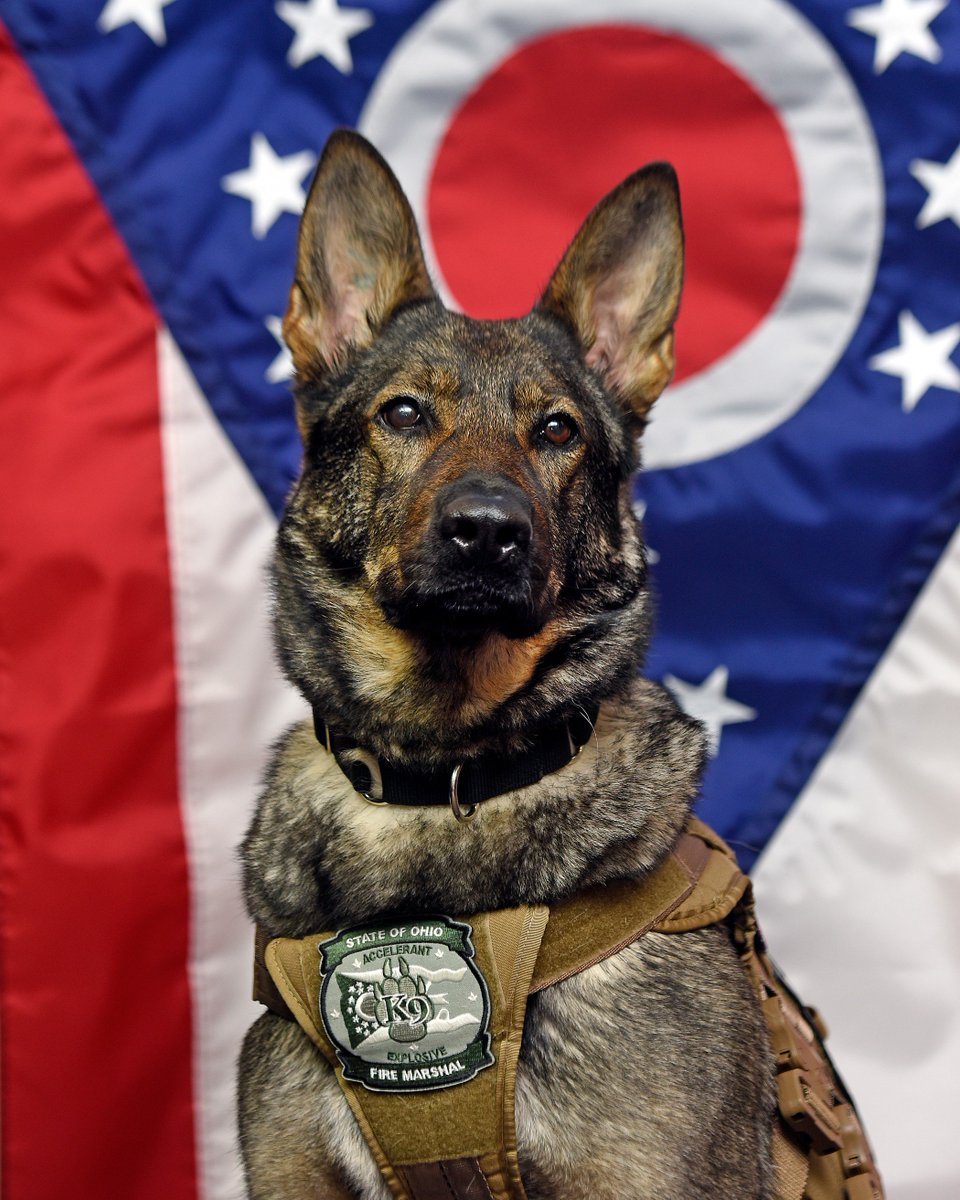 OhioFire's tweet photo. There’s a new “top dog” here at the State Fire Marshal’s office!

Marshal Hussey and @OhioCommerce Director Sheryl Maxfield welcome our new explosive detection canine Rena with an official swearing-in ceremony. https://t.co/XyGyzYUe2M
