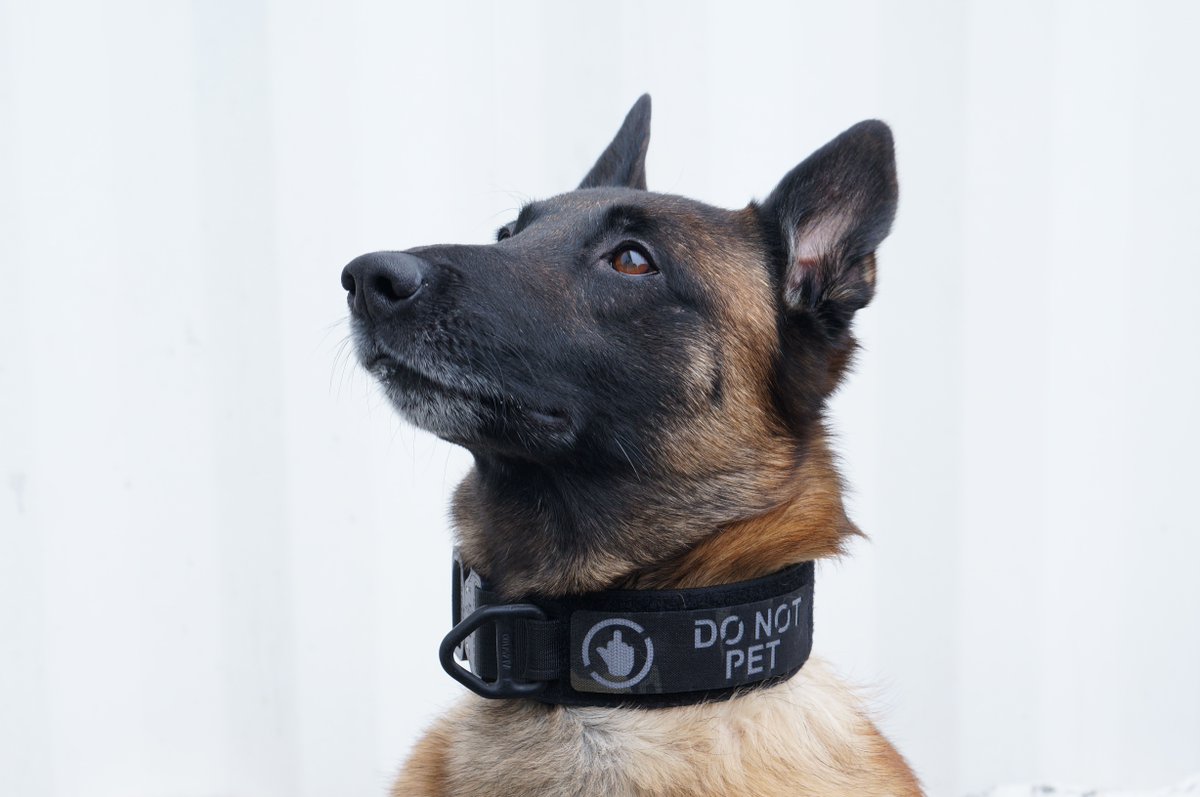 Post your best K9 photos on IG of you puppers wearing their LOF gear and be sure to tag us in the post for a chance to be featured on our Instagram Stories Highlights and give you a shout out. 

Follow us on IG @lofdefence 
#policedog #doglovers #workingdog #k9 #k9unit